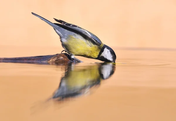 Птах, пити . — стокове фото
