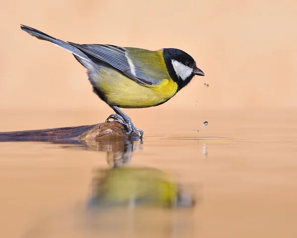 鳥を飲む. — ストック写真