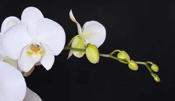 Orchidée. — Photo