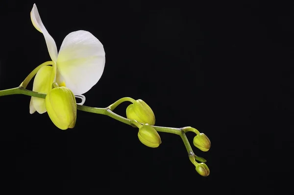 Orquídea. — Foto de Stock