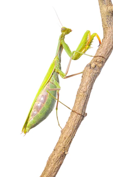 Mantis. . — Fotografia de Stock