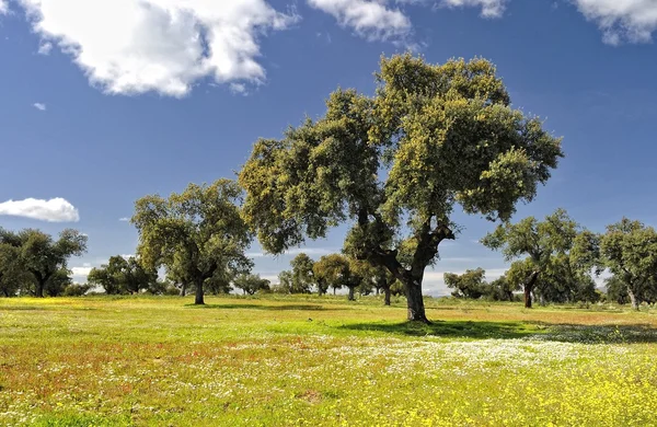 Primavera en Extremadura . — Foto de Stock