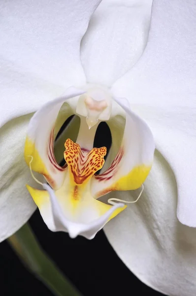 Orchidea. — Foto Stock