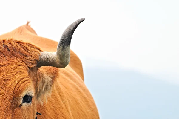Cow isolated. — Stock Photo, Image