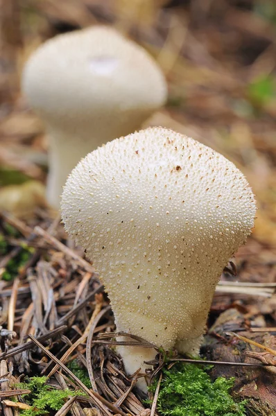 Mushrooms. — Stock Photo, Image