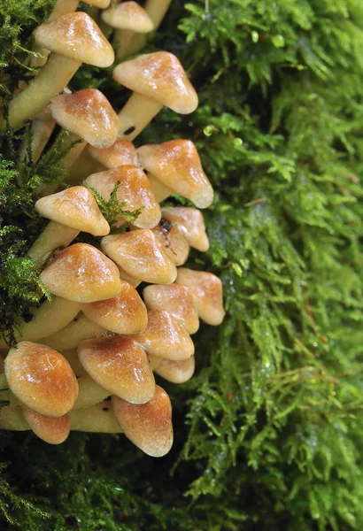 Fungi. — Stock Photo, Image