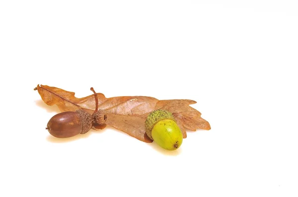 Quercus, acorns — Stock Photo, Image