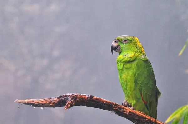 Tropische parrot. — Stockfoto