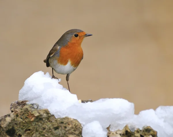 Robin i śnieg. — Zdjęcie stockowe