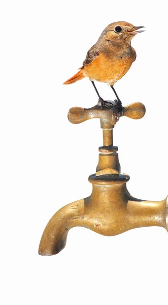 Uccello su un rubinetto . — Foto Stock