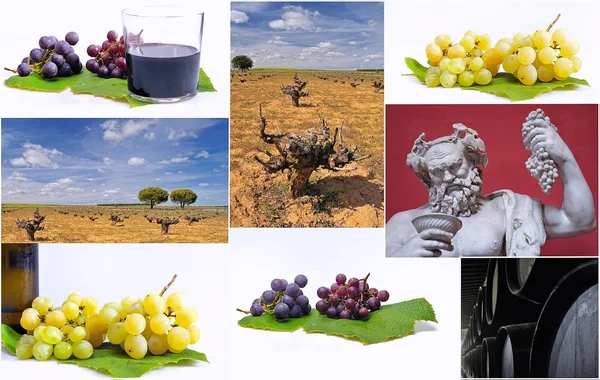 Zusammensetzung des Weins. — Stockfoto