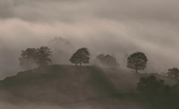 Mgła w lesie. — Zdjęcie stockowe