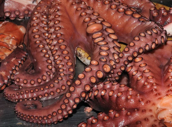 stock image Octopus.