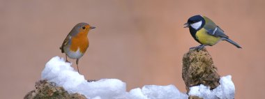 Robin ve büyük baştankara.