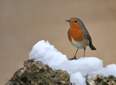 Robin.