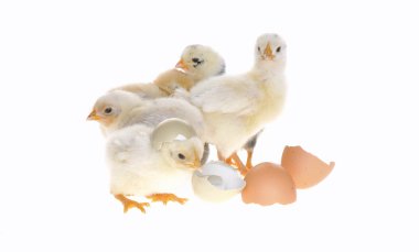 Chicks. clipart