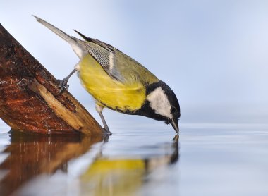 Great tit. clipart