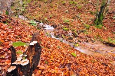 mantar Nehri üzerinde