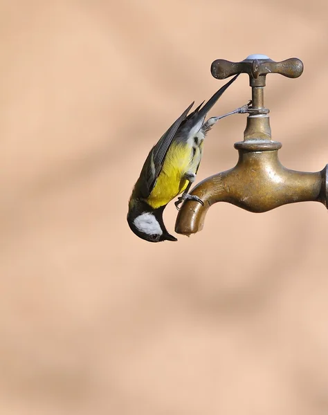 물 먹는 새. — 스톡 사진