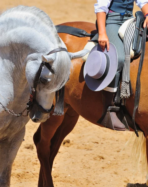 stock image Andalusian horse.