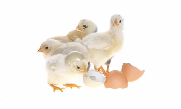 Csirkék. — Stock Fotó