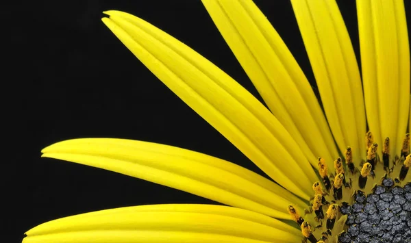 黄色の花. — ストック写真