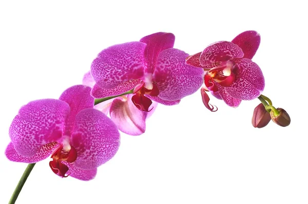 Orchidee. — Stockfoto