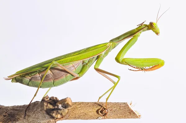 Mantis. . — Fotografia de Stock