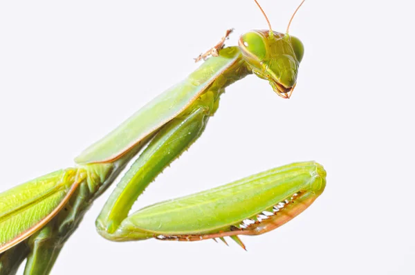 Mantis. — Stock Photo, Image