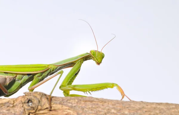 Mantis. . — Foto de Stock