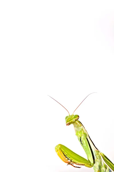 Mantis. — Photo