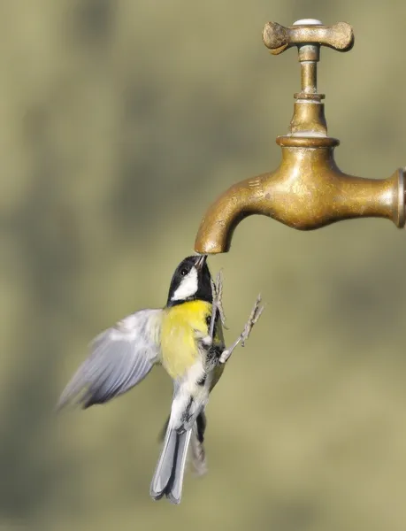 Bird and tap. — Stock Photo, Image