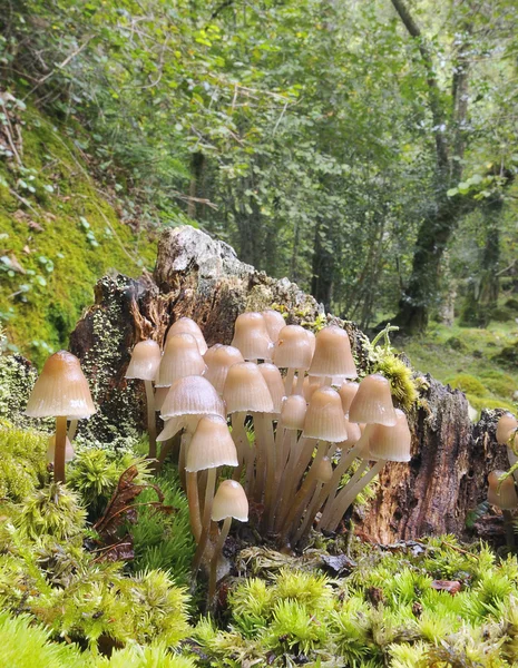 Sienet. — kuvapankkivalokuva