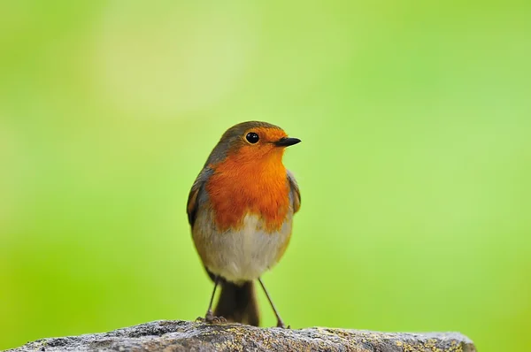 Robin. . — Foto de Stock