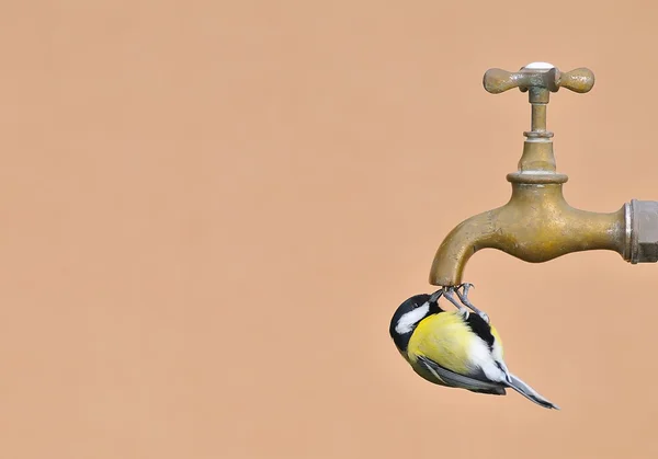 Uccello assetato . — Foto Stock