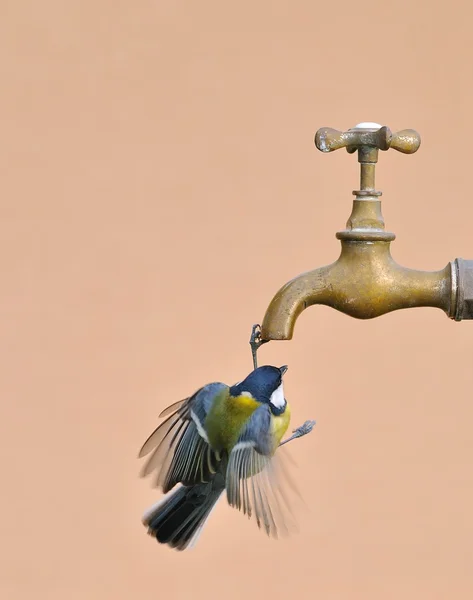 Διψασμένος bird. — Φωτογραφία Αρχείου