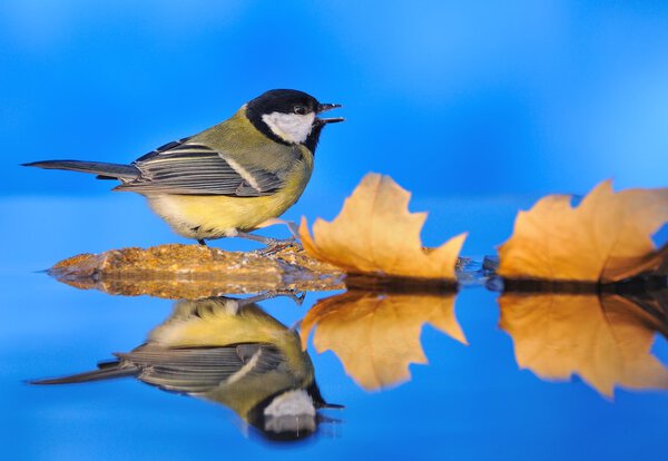 осень в природе.