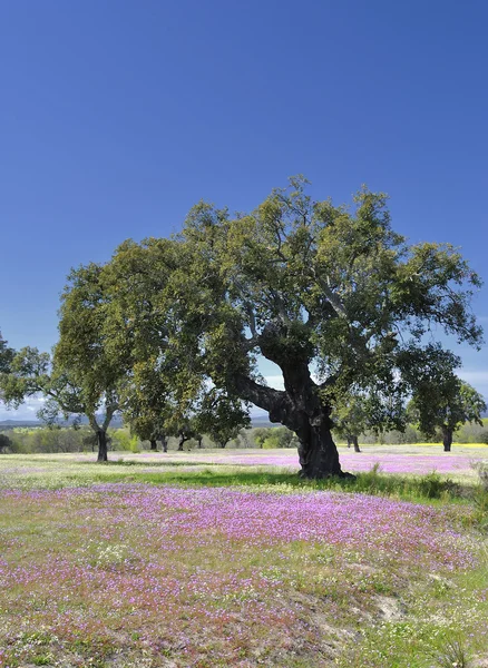 ฤดูใบไม้ผลิ Lilac . — ภาพถ่ายสต็อก