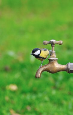 Thirsty bird. clipart