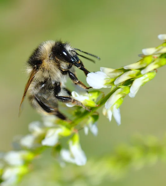 Včely na květu. — Stock fotografie