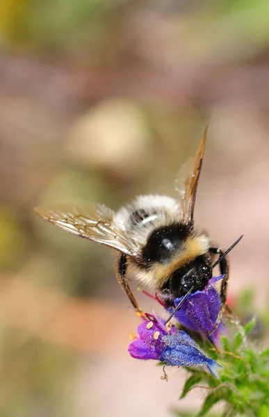 蜜蜂在花上. — 图库照片