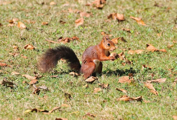 Esquilo vermelho . — Fotografia de Stock