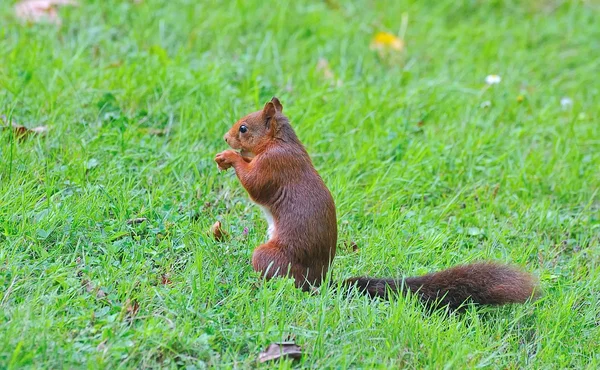 Écureuil rouge . — Photo