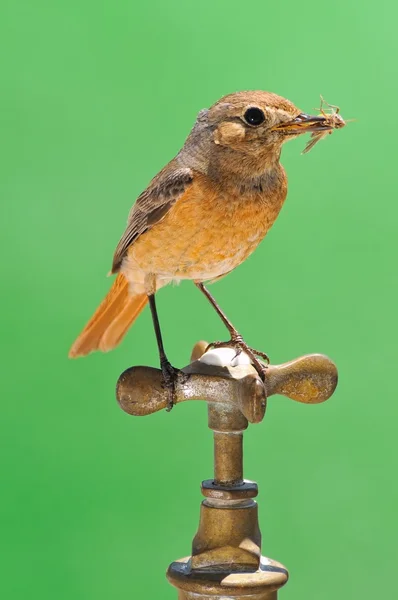 Pássaro sedento . — Fotografia de Stock