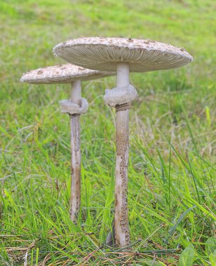 Macrolepiota procera.