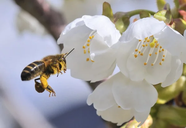 Pollinating cherry — Stock Photo, Image