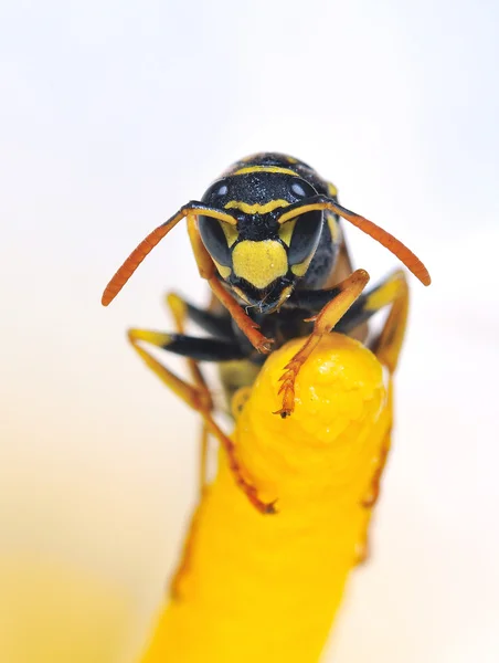 Bumble bee. — Stock Photo, Image