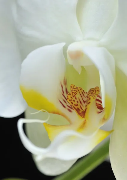 Orchidea szív — Stock Fotó