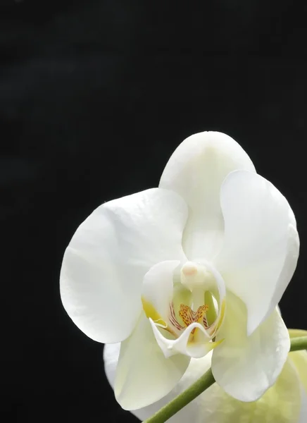 Orchidea. — Foto Stock