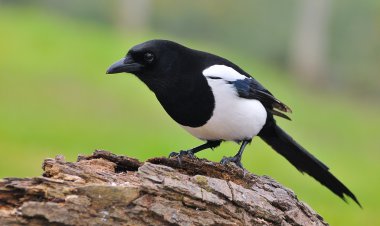 Magpie. clipart